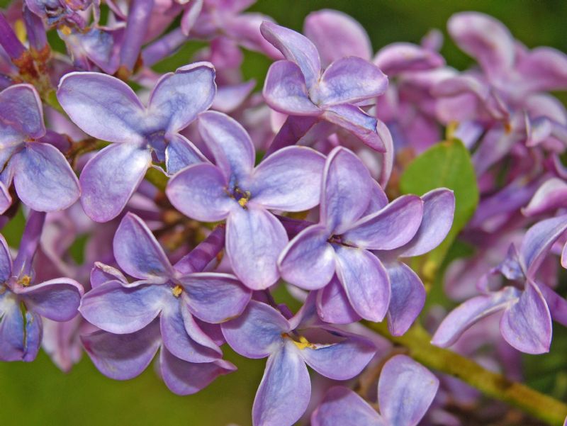 Syringa vulgaris / Lill, Serenella